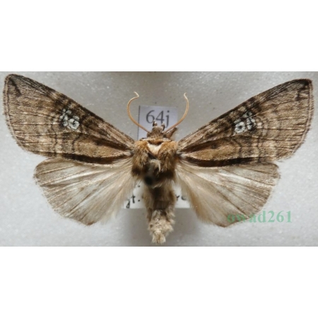 Tethea ocularis (Linnaeus, 1767) Falica oczenica Czech64j
